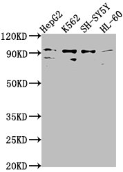 NUGGC antibody