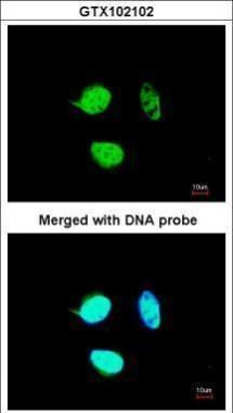 NULP1 antibody