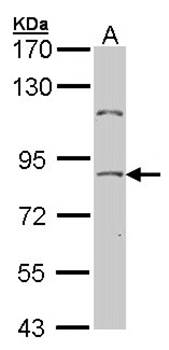 NULP1 antibody
