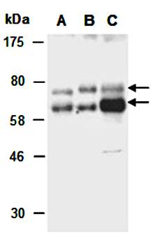 NUMB (C) Antibody, Rabbit Polyclonal