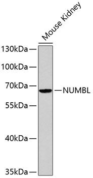 NUMBL antibody