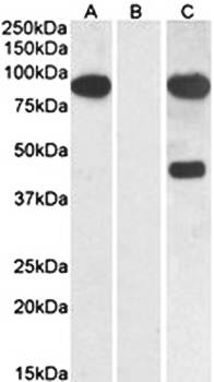 Goat anti-NUMBL Antibody