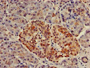 NUP107 Antibody
