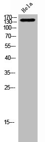 NUP160 Antibody