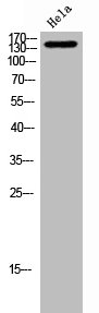 NUP160 antibody