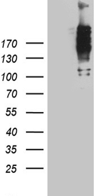 NUP214 Antibody