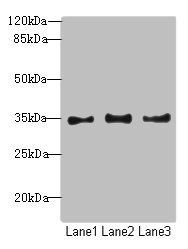 NUP35 antibody