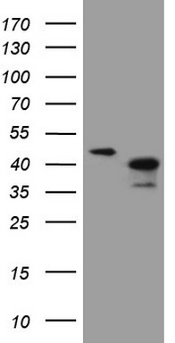 NUP43 Antibody