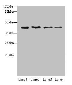 NUP43 antibody