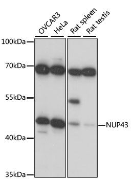 NUP43 antibody