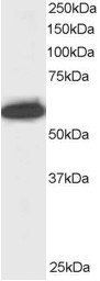 Goat anti-Npap60 / Nup50 Antibody