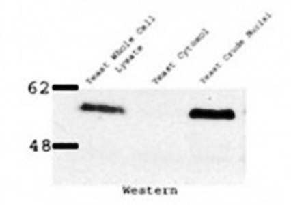 Nup53p antibody