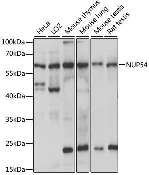 NUP54 antibody
