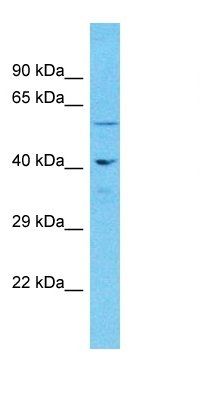 NUP62 antibody