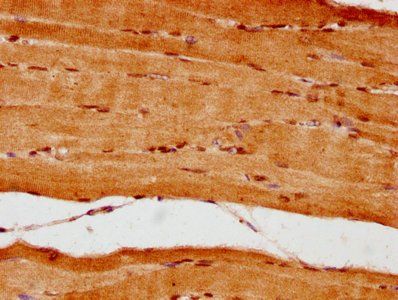 NUP62 Antibody