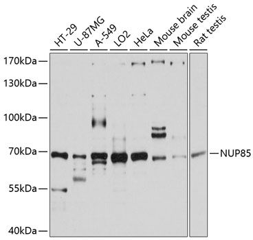 NUP85 antibody