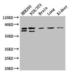 NUP85 antibody