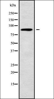 NUP88 antibody