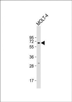 NUPL1 antibody
