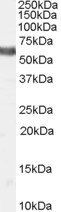 NR4A1 antibody