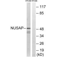 NUSAP1 antibody