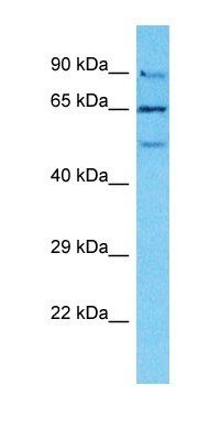 NUTM2B antibody