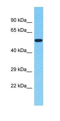 NUTM2F antibody
