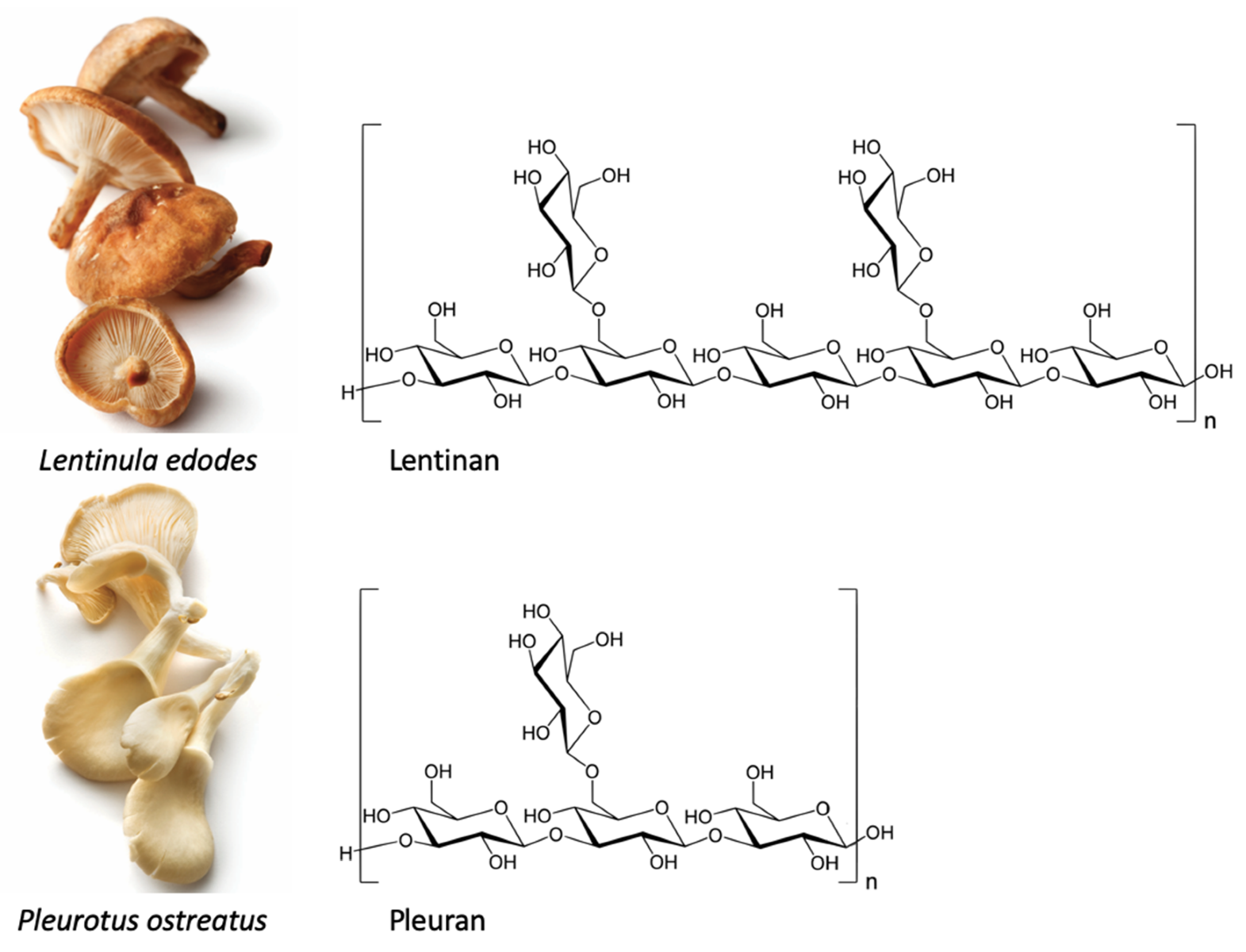 Fungal beta-glucan Antibody