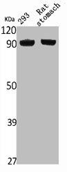 NVL antibody