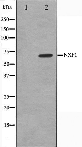 NXF1 antibody