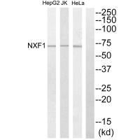 NXF1 antibody