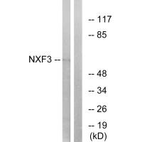NXF3 antibody