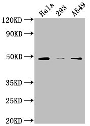 NXN Antibody