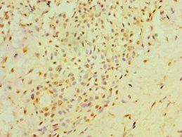 NXNL1 Antibody