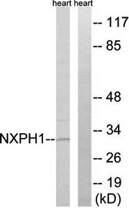 NXPH1 antibody