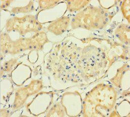NXPH2 Antibody