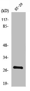 NXPH3 Antibody