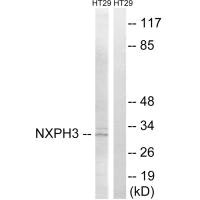 NXPH3 antibody