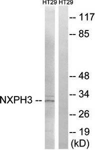 NXPH3 antibody