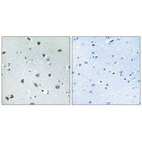 NXPH4 Antibody