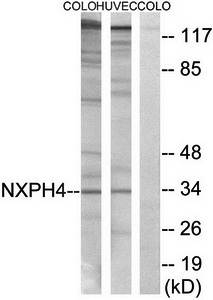 NXPH4 Antibody