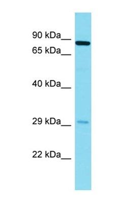 NYAP2 antibody