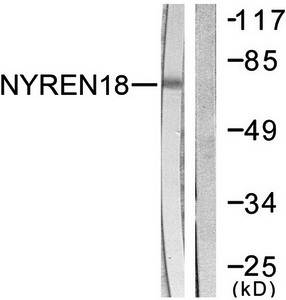 NYREN18 antibody