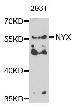 NYX antibody