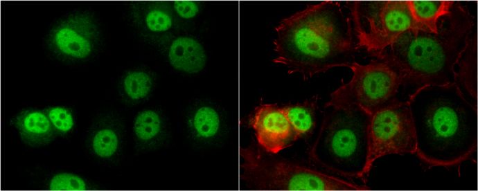 O-linked N-acetylglucosamine (GlcNAc) transferase Antibody