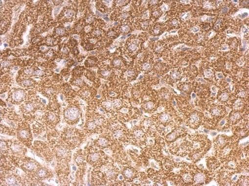O-GlcNAc transferase antibody [N1N2], N-term