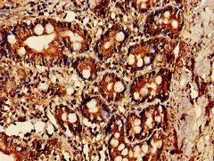 OAS1 Antibody