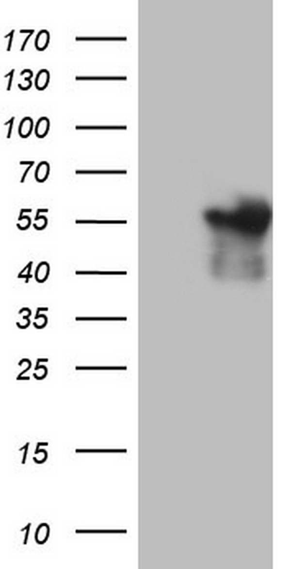 OAS2 antibody