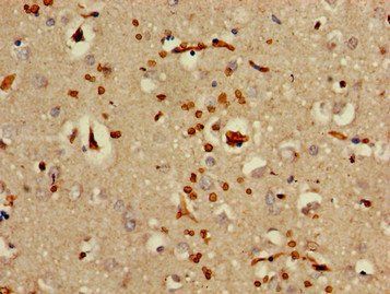 OAS3 Antibody