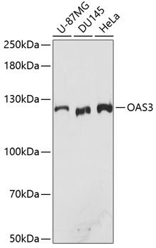 OAS3 antibody